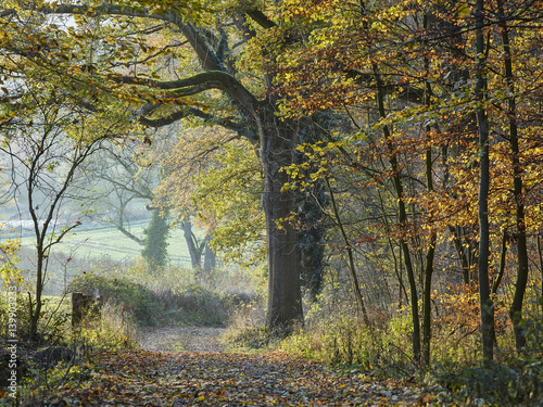 Waldweg und Baum im Herbst