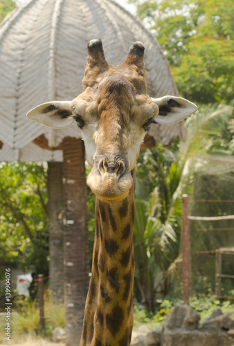 Portrait of a curious giraf...