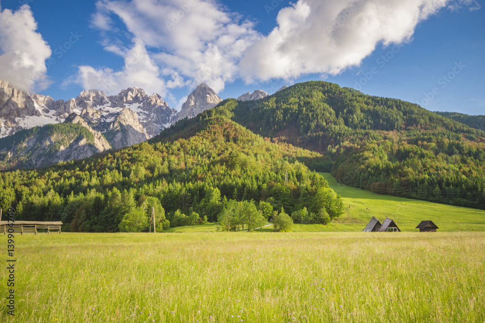 Alpine meadow in the Julian Alps in Slovenia