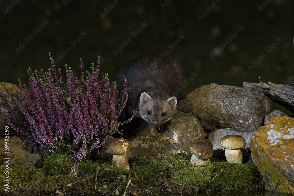 Fototapeta premium animal