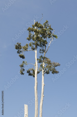 Tree with bluesky.