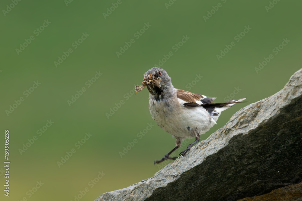 Fototapeta premium animal