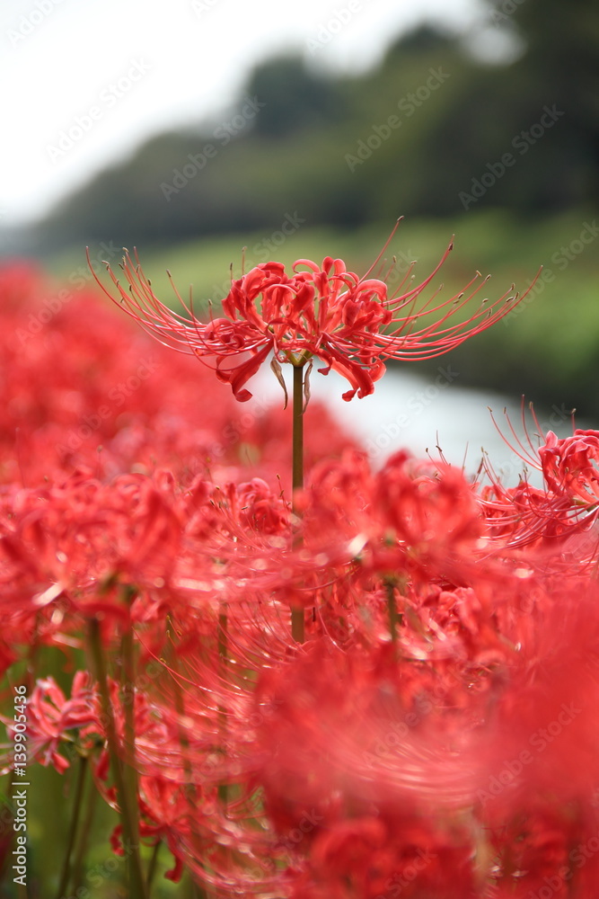 Red spider lily