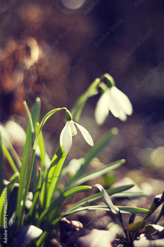 Snowdrop flower. Close-up of a wild snowdrop flower (Galanthus nivalis) in the early spring -toning effect - obrazy, fototapety, plakaty 