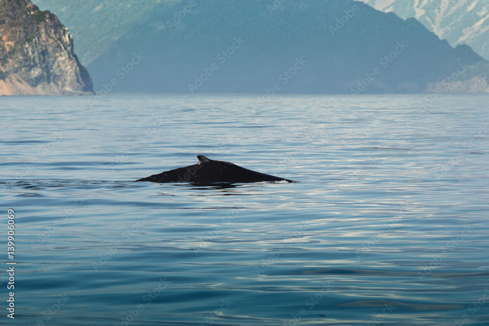 Fototapeta premium animal