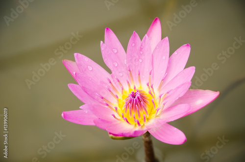 Pink waterlily flower blossom in pond