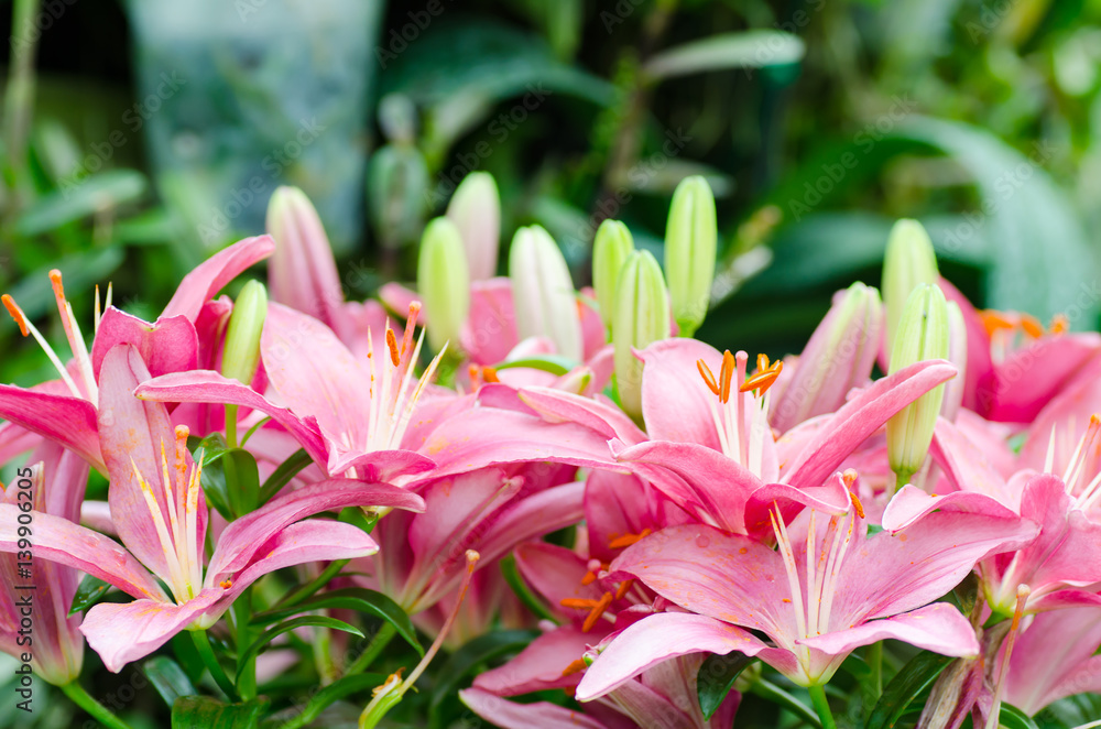 Fototapeta premium Pink lily flower blossom in spring