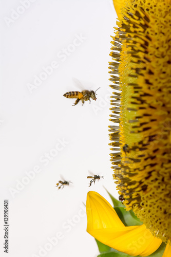 Bees are flying, eat pollen from a sunflower.