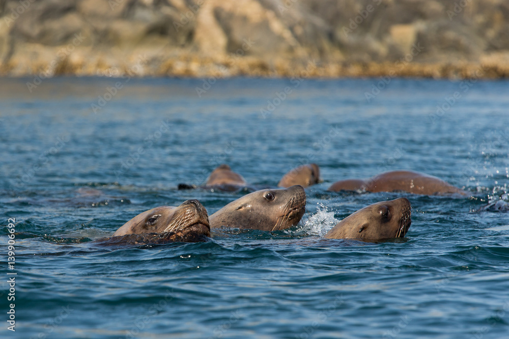 Fototapeta premium animal