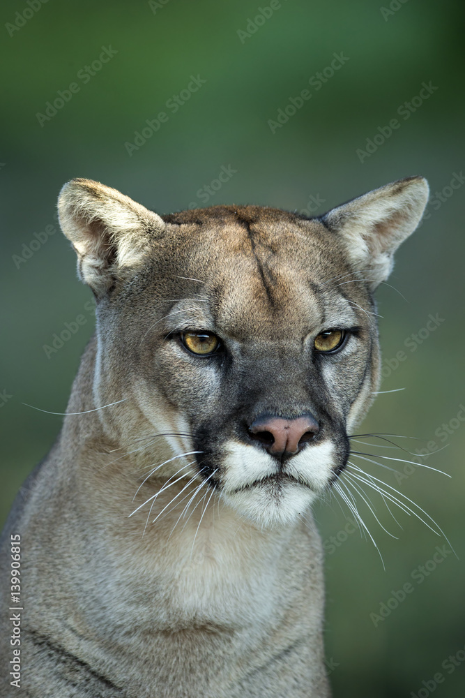 Obraz premium animal