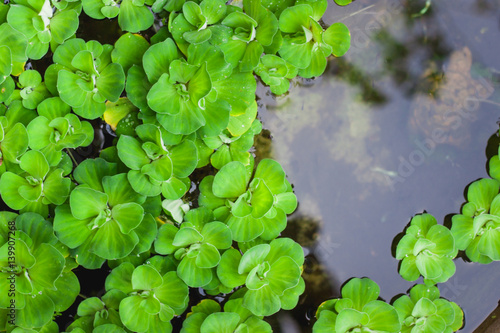 Green duckweeds water plant