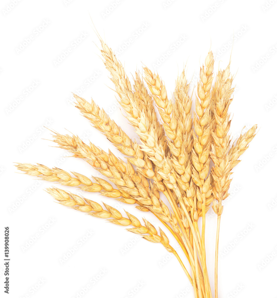 golden wheat golden wheat