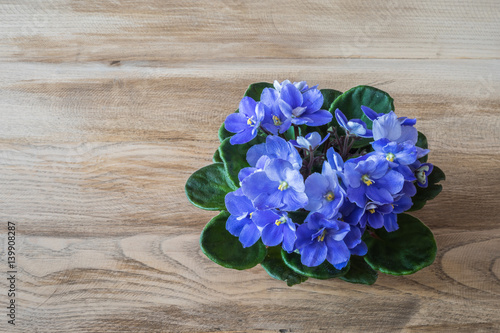 Spring flowers. Violets pot on a vintage wood background.