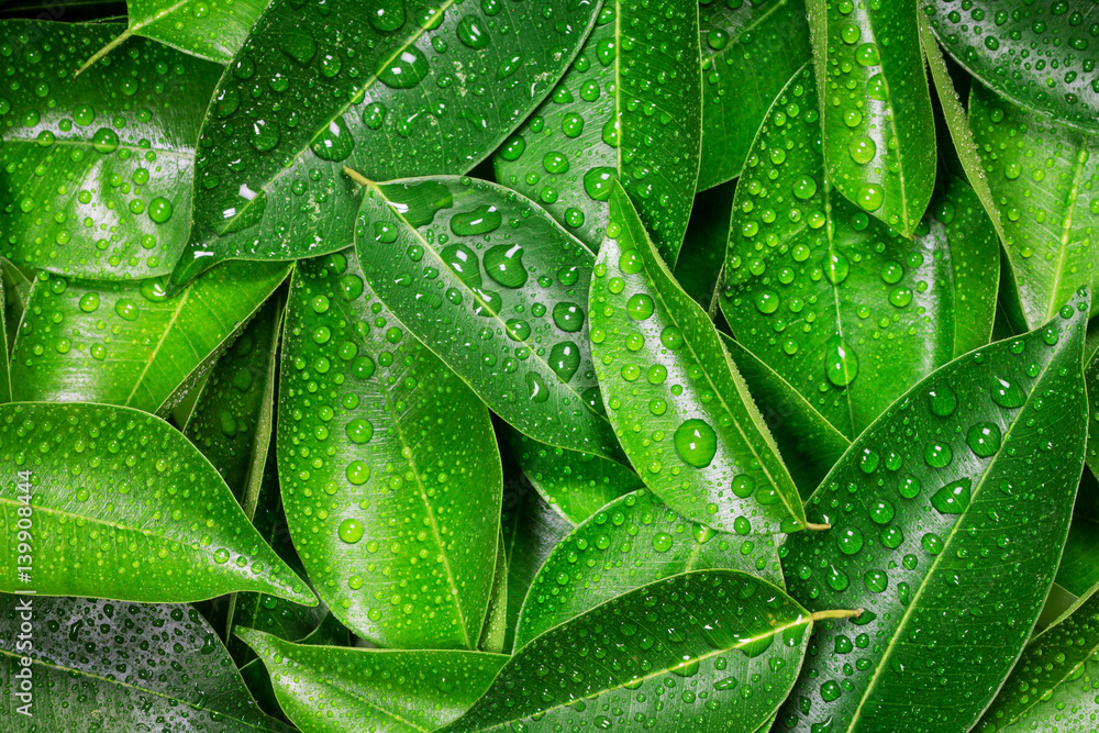 Fototapeta premium Wet Fresh tropical Green leaves background
