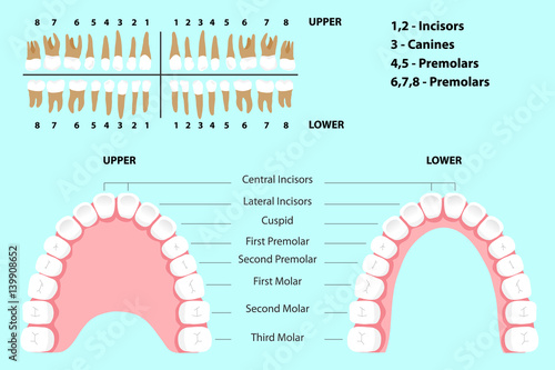 The jaw of a man with teeth