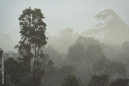 Fototapeta Naklejka Na Ścianę i Meble -  morning fog in dense tropical rainforest, Thailand