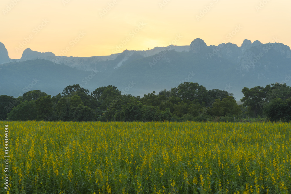 yellow flower field in Thailand mountain