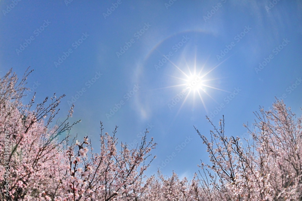 桜の風景・春の日輪 桜の風景・春の日輪