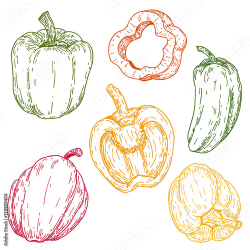 Set of vector hand drawn full, half and slices sweet peppers. Natural eco food engraved vintage style illustration. Design farm market product.