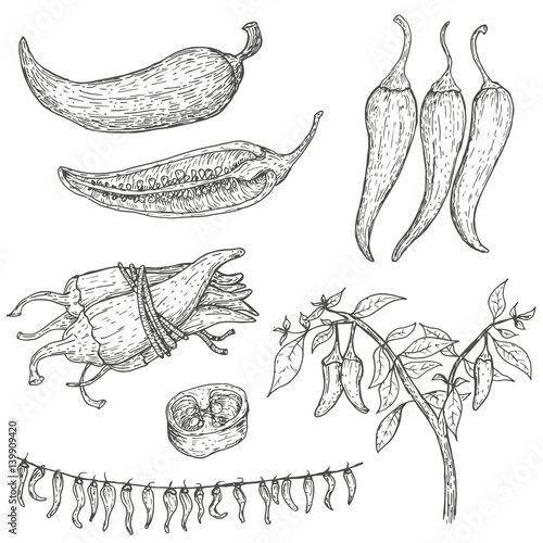 Set of vector hand drawn full, half, slices and bush chili peppers. Natural eco food engraved vintage style illustration. Design farm market product.