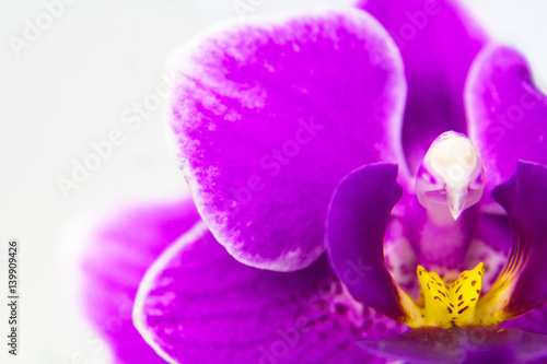Macro image of orchid flower  captured with a small depth of field. Floristic colourful abstract background
