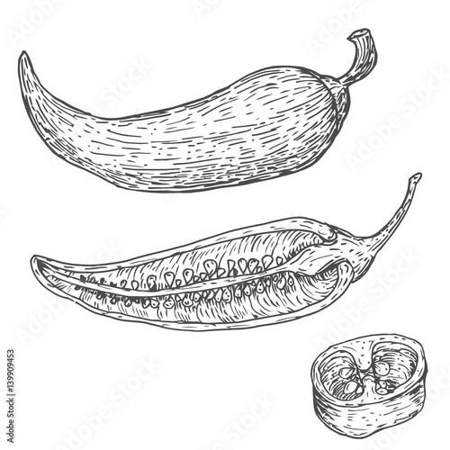 Set of vector hand drawn full, half and slices chili peppers. Natural eco food engraved vintage style illustration. Design farm market product.