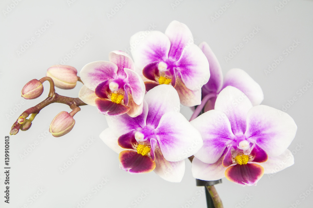Obraz premium Macro image of orchid flower, captured with a small depth of field. floristic colourful abstract background
