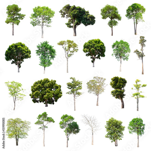 Isolated Trees on white background , The collection of trees.
