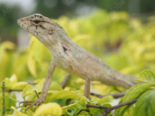 Chameleon on tree