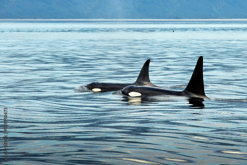 Fototapeta premium wildlife