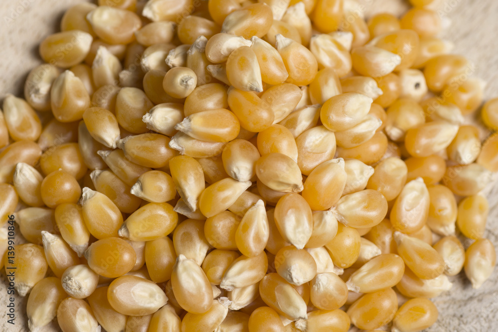 closeup of corn seeds on wooden background closeup of corn seeds on wooden background