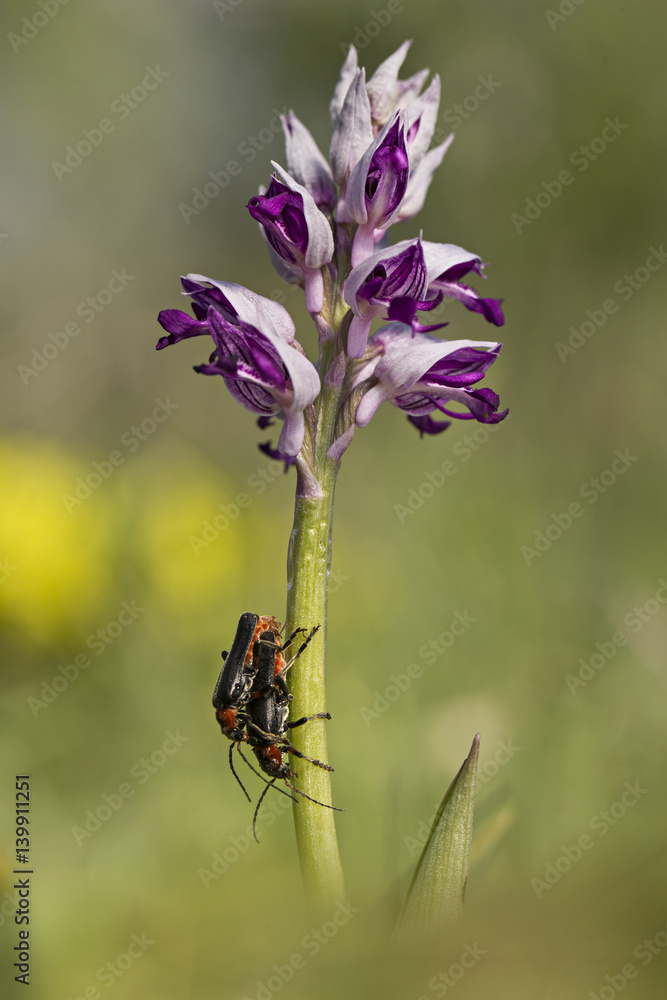 orchid orchid