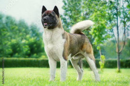 American Akita in the garden on the green lawn Portrait of a dog's exhibition stand photo