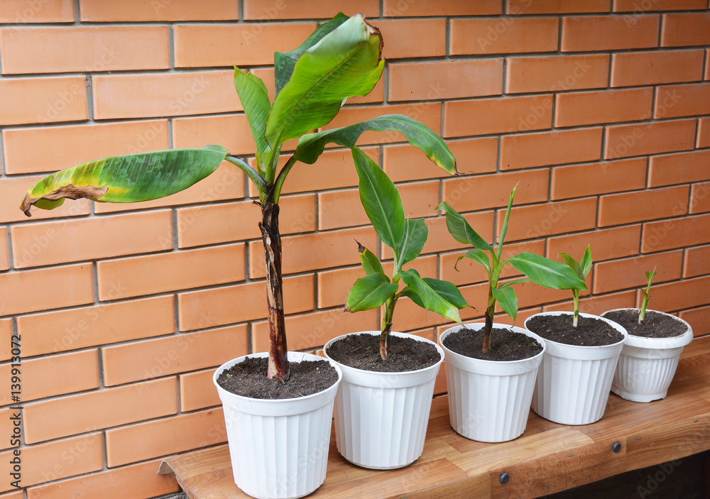 Growing Bananas - How To Grow Banana Plants. Transplant Flowers In Pots. Banana  plant, Banana trees, banana plants, banana trees. Photos | Adobe Stock