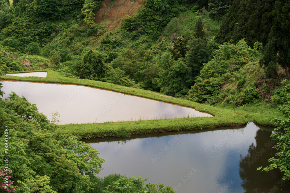 Fototapeta premium 田んぼ