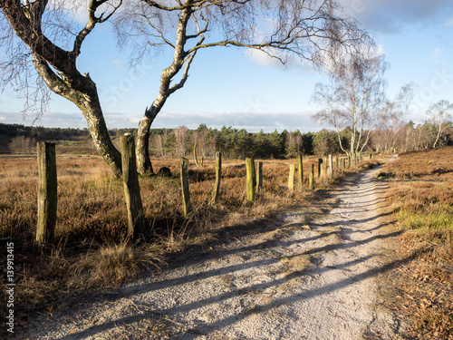 Birke an Pfahlbestandenem Sandweg im Seitenlicht der Heide, Fischbeker Heide, Hamburg