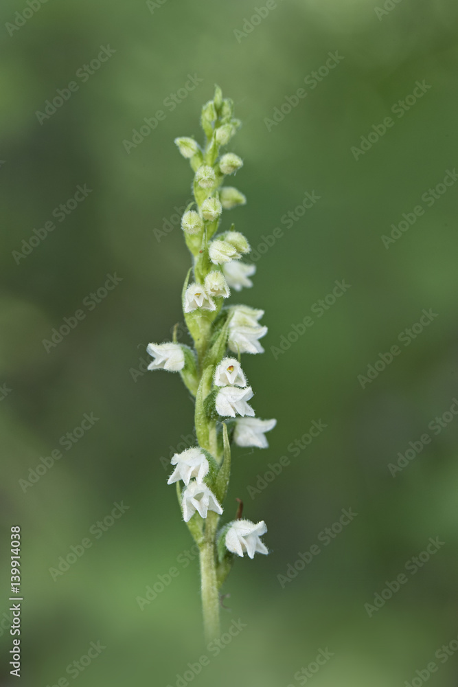 orchid orchid