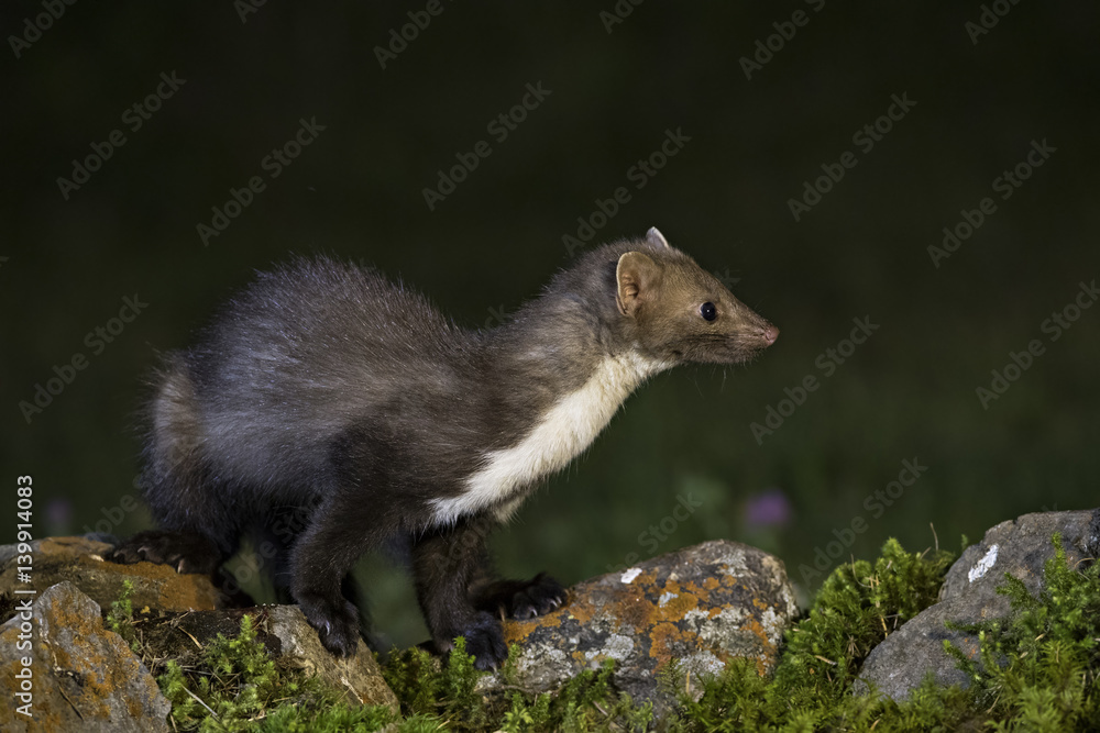 Fototapeta premium animal