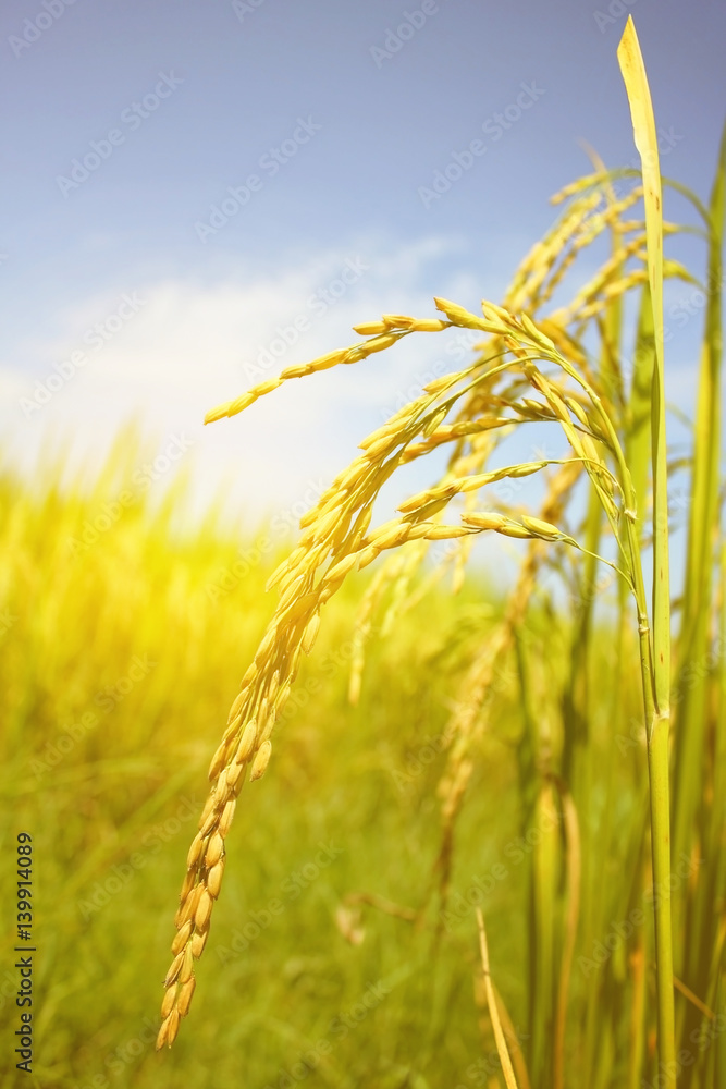 Obraz premium rice field