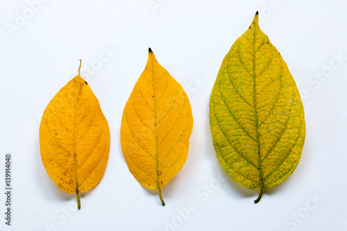 group of leaf on white paper,isolated on white,colorful of leaf
