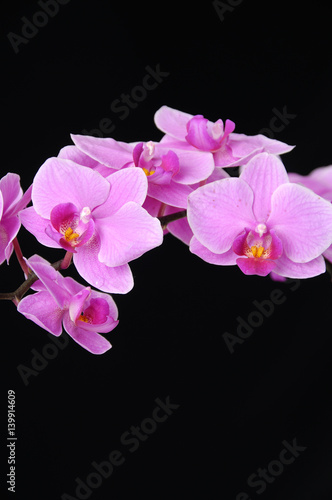 Fototapeta Naklejka Na Ścianę i Meble -  Beautiful purple orchid-black background
