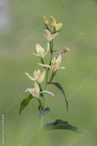 Wallpaper Mural orchid Torontodigital.ca