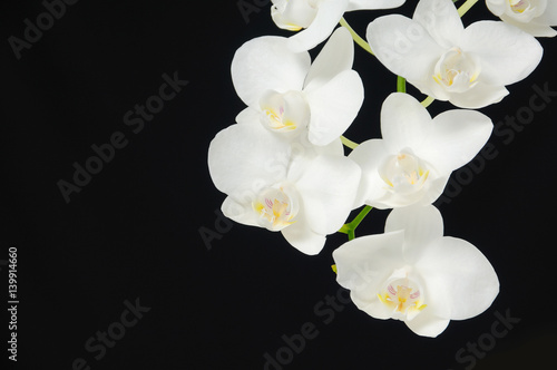 Branch white orchid in a black background