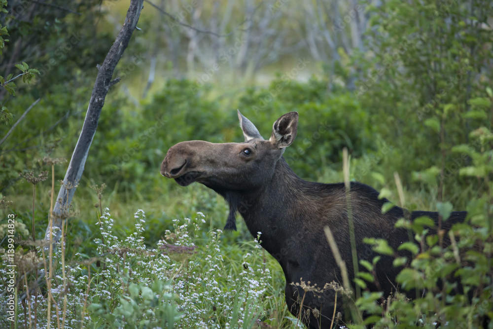 Fototapeta premium animal