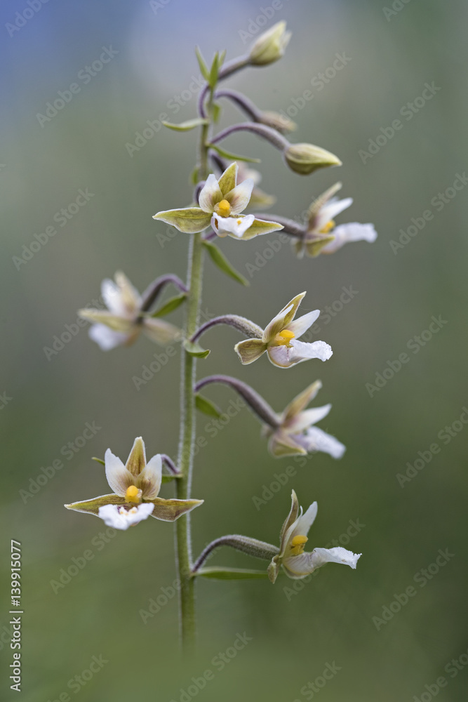 orchid orchid