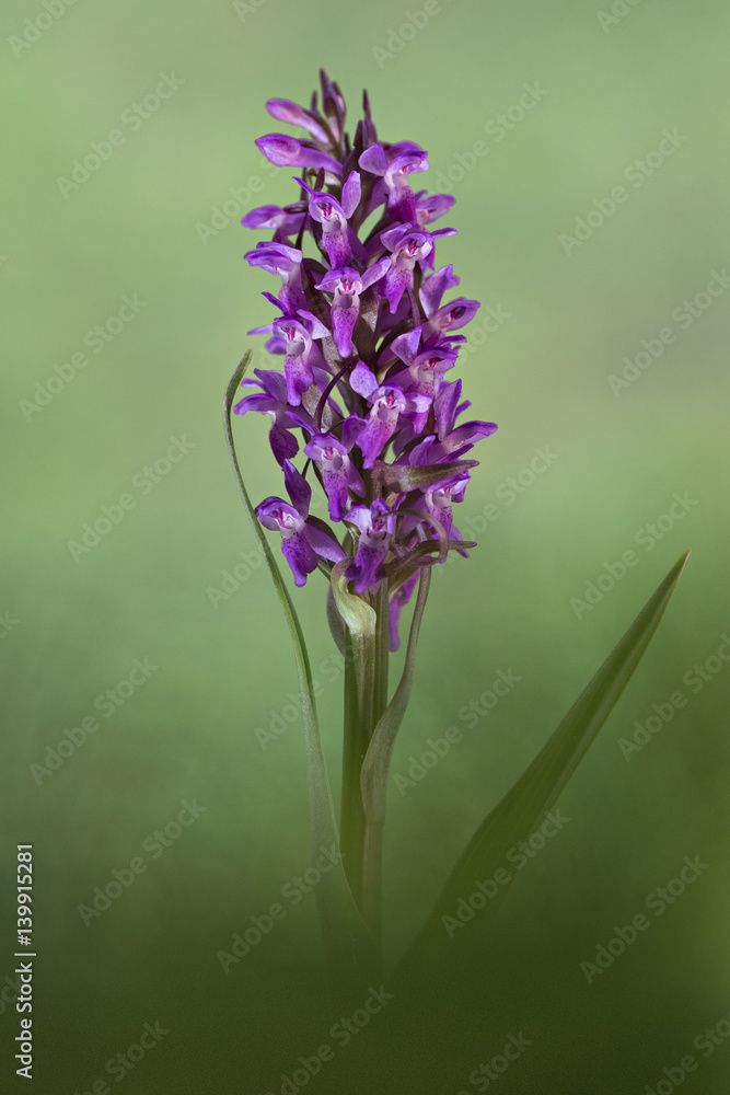 Fototapeta premium orchid