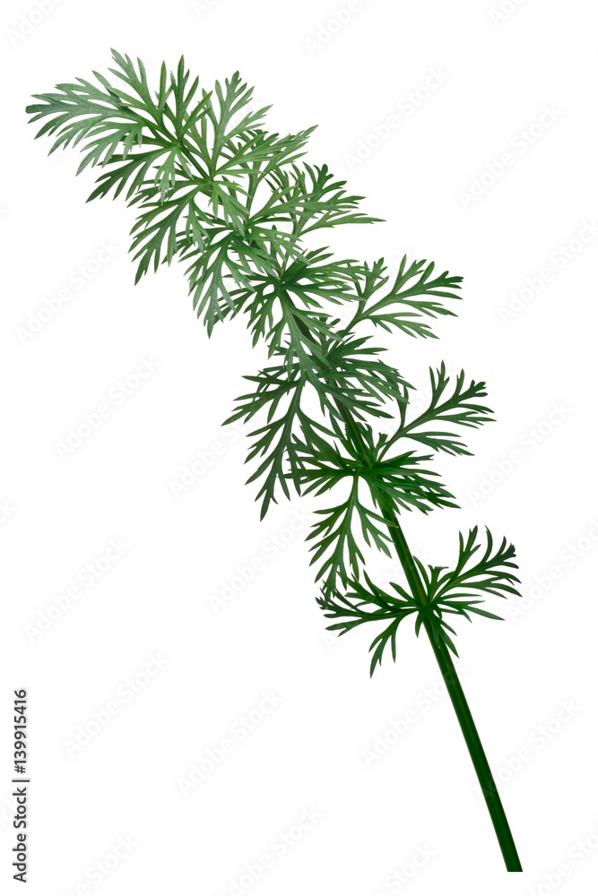Fresh Caraway (Carum carvi), paths Fresh Caraway (Carum carvi), paths