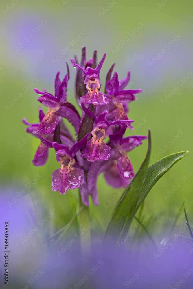 Fototapeta premium orchid