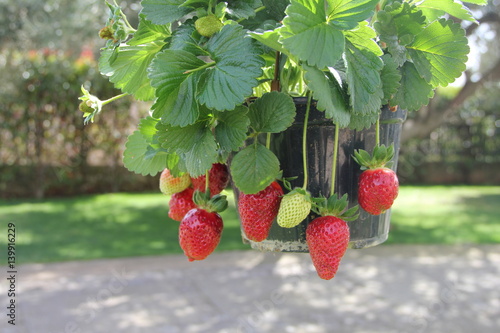 fragole