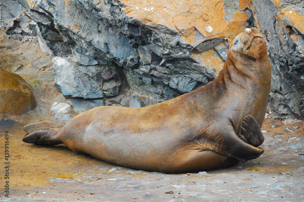 Fototapeta premium antarctica seal
